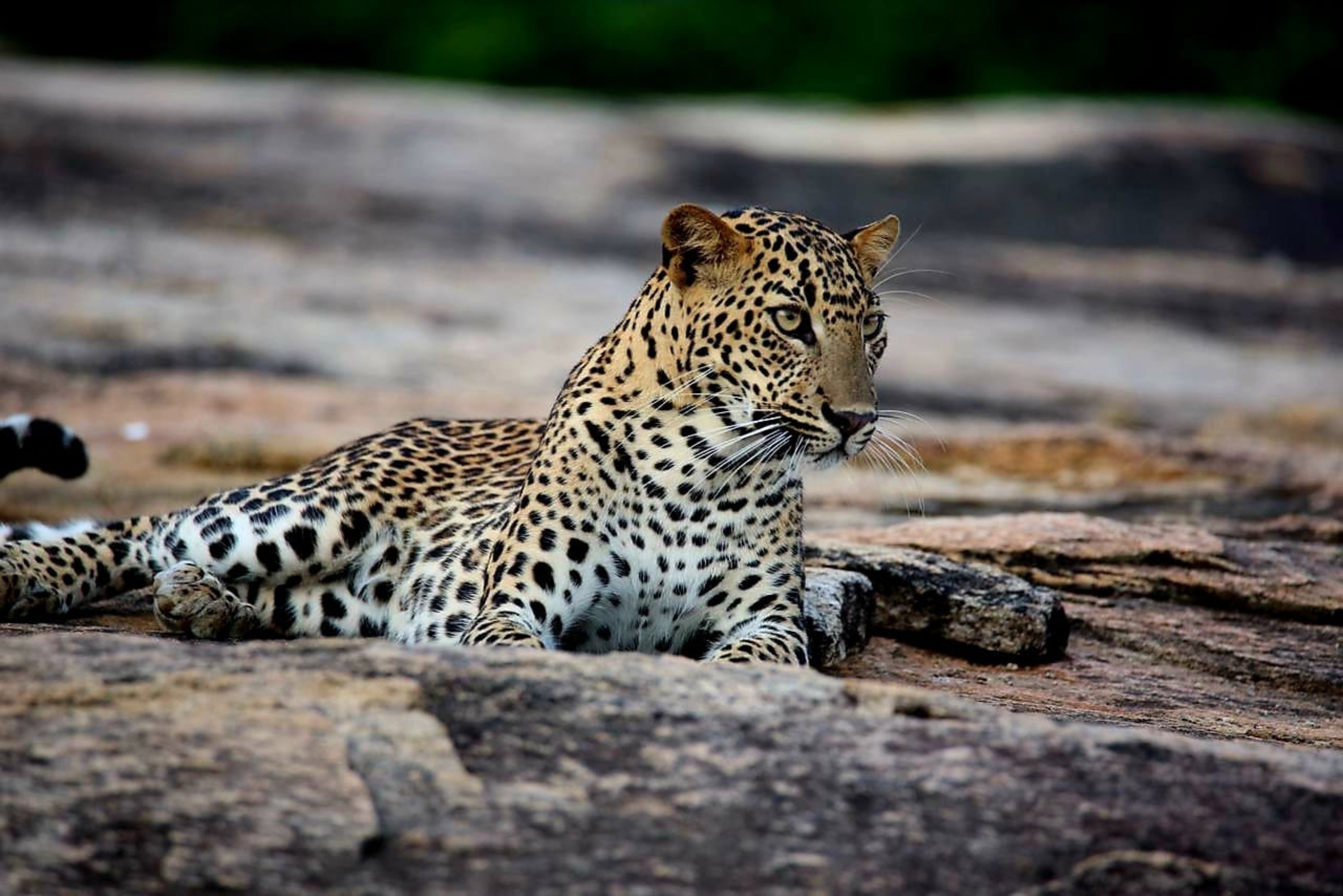 Yala National Park Half-Day Wildlife & Nature Exploration