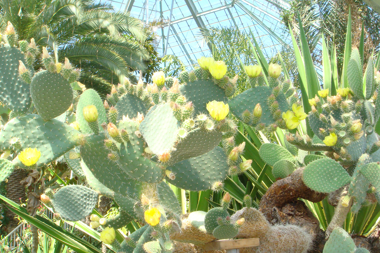 函館熱帶植物園展示約300種、3,000株植物。在函館市熱帶植物園,全年都能看到日本獼猴。 函館熱帶植物園展示約300種、3,000株植物。在函館市熱帶植物園,全年都能看到日本獼猴。