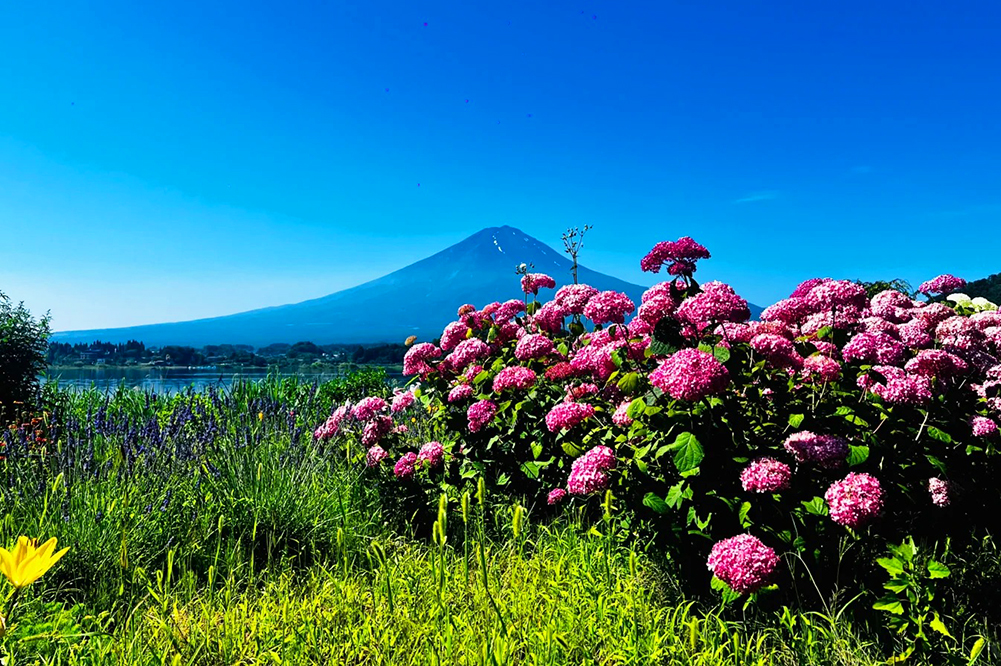 富士山網紅打卡景點&河口湖四季花卉探秘之旅（贈送日式草餅）｜東京/新宿出