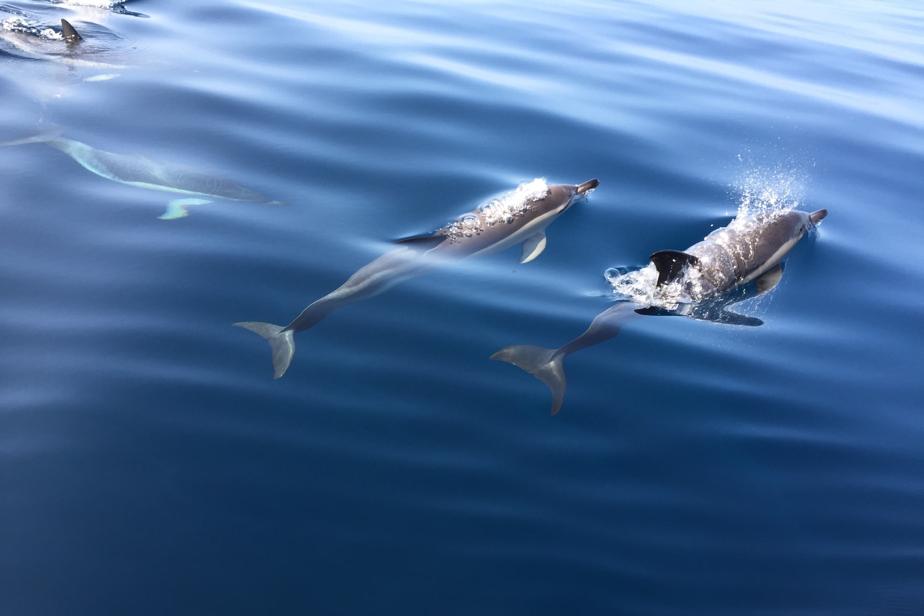 Dolphin Watching Experience in Arrabida Natural Park