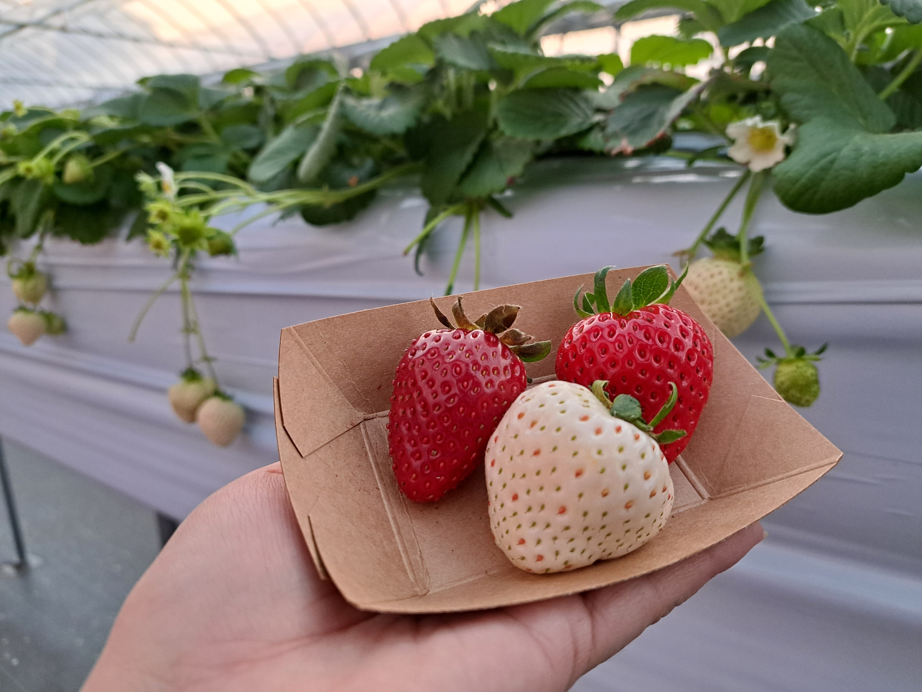 Kawagoe, Ikaho Onsen Full-Day Historical & Fruit Picking Adventure