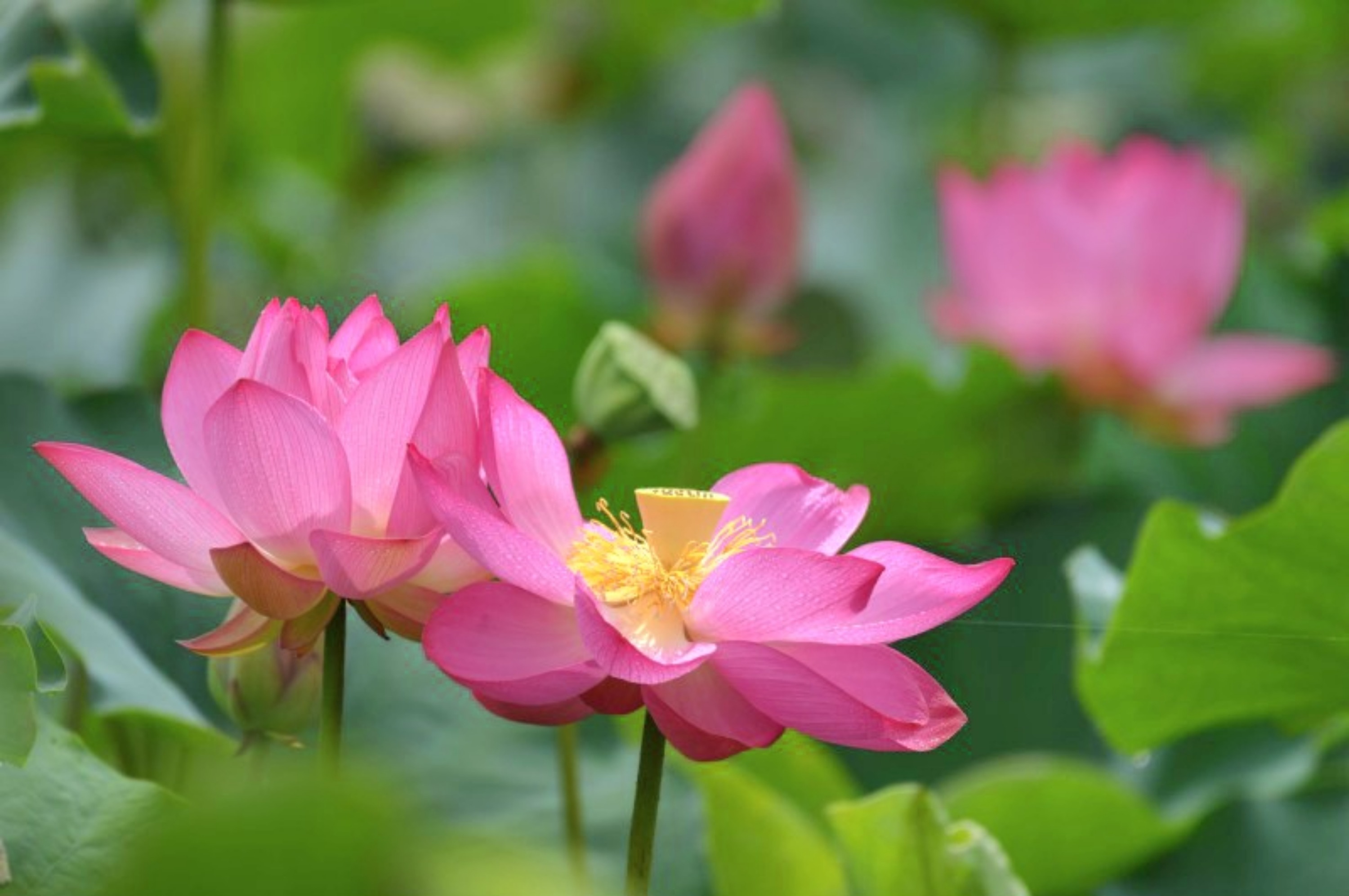 釜山出發蓮花公園和向日葵田之旅