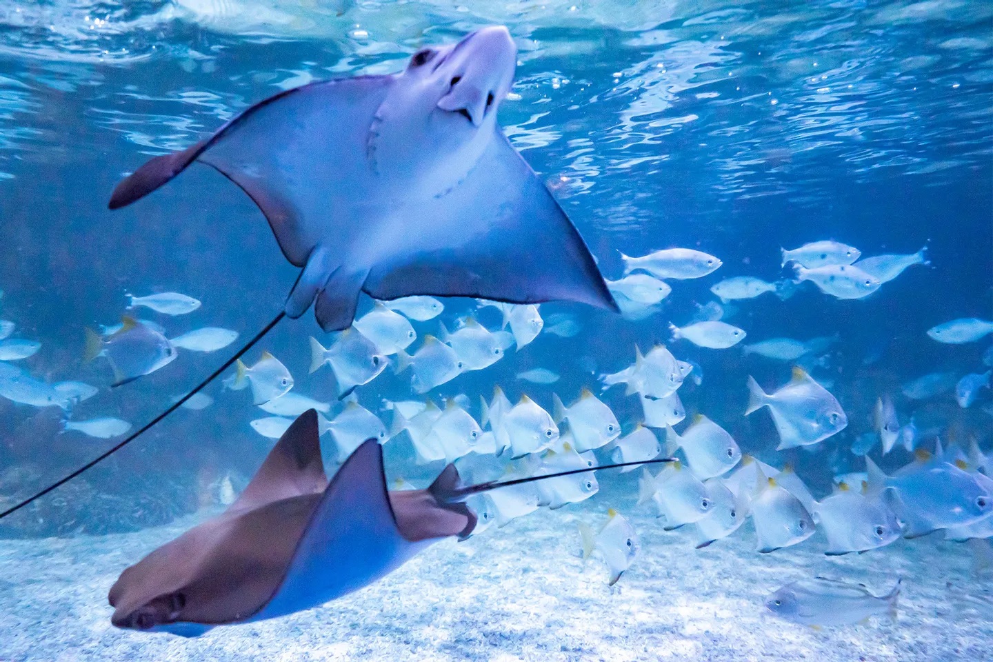 雅加達水族館野生動物園是必遊之地，讓您一睹水生和陸地動物的迷人生活