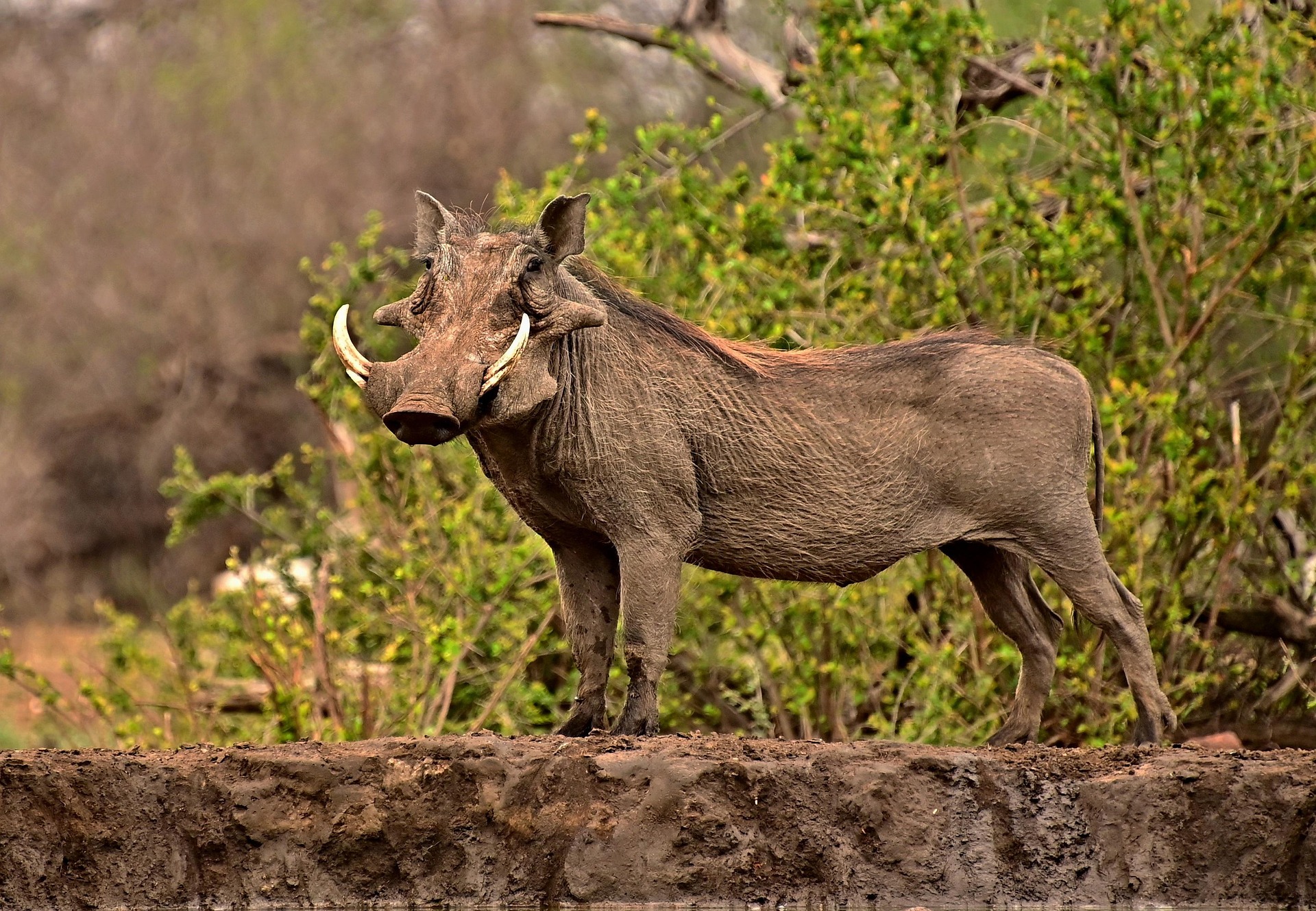 pumba from lion king