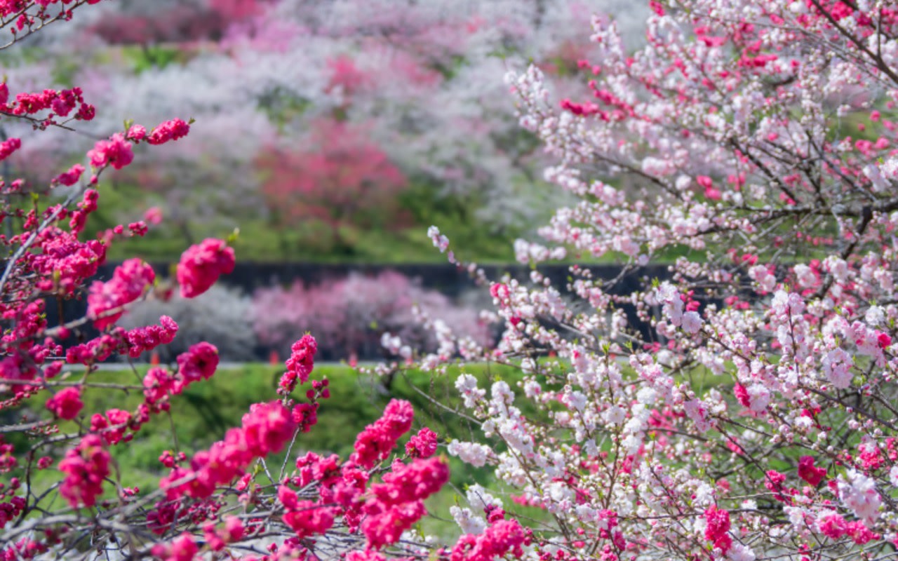Achi Hanamomo Peach Blossoms & Starry Night 2-Day Tour with Fruit Picking