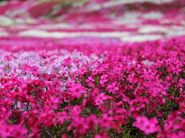 Biei Blue Pond & Furano Flower Day Tour｜Buffet + Melon Feast 