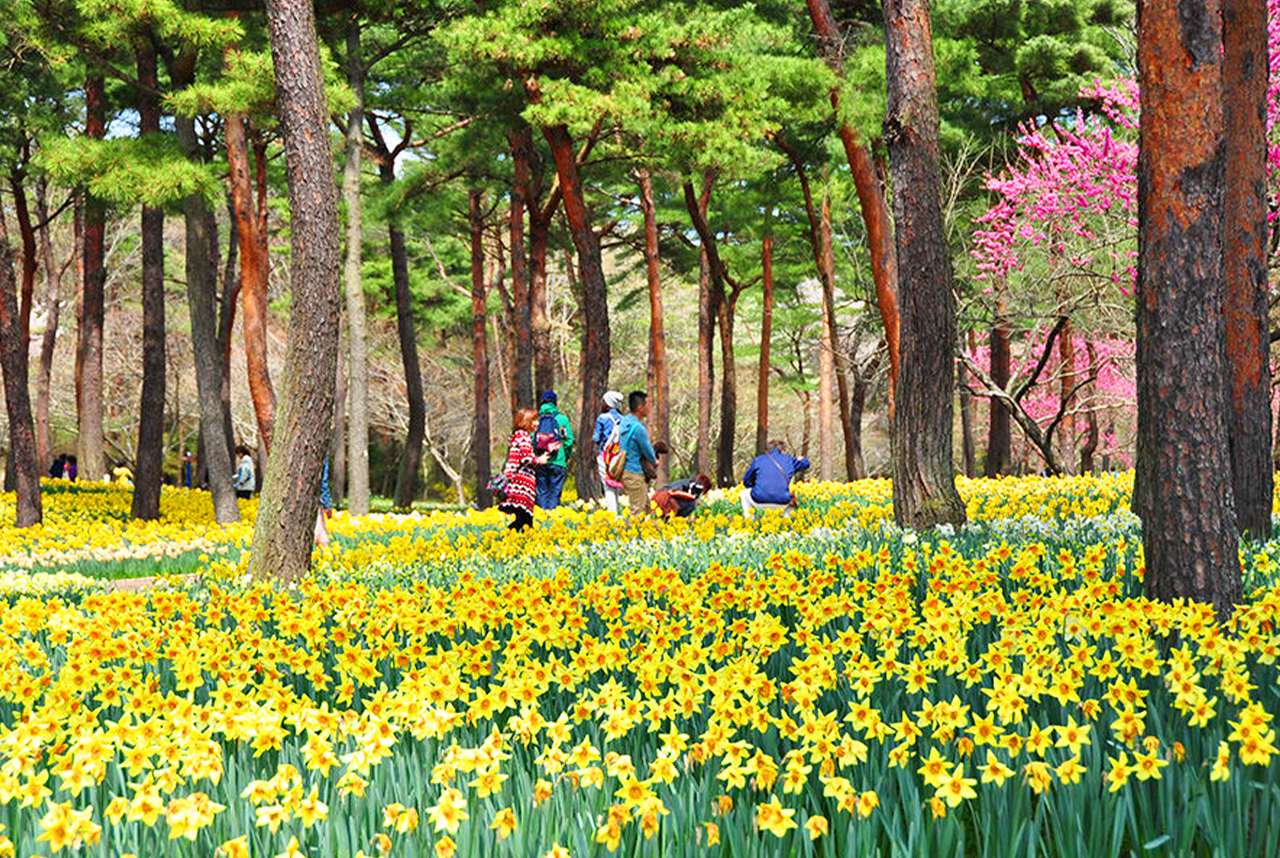 Daffodils