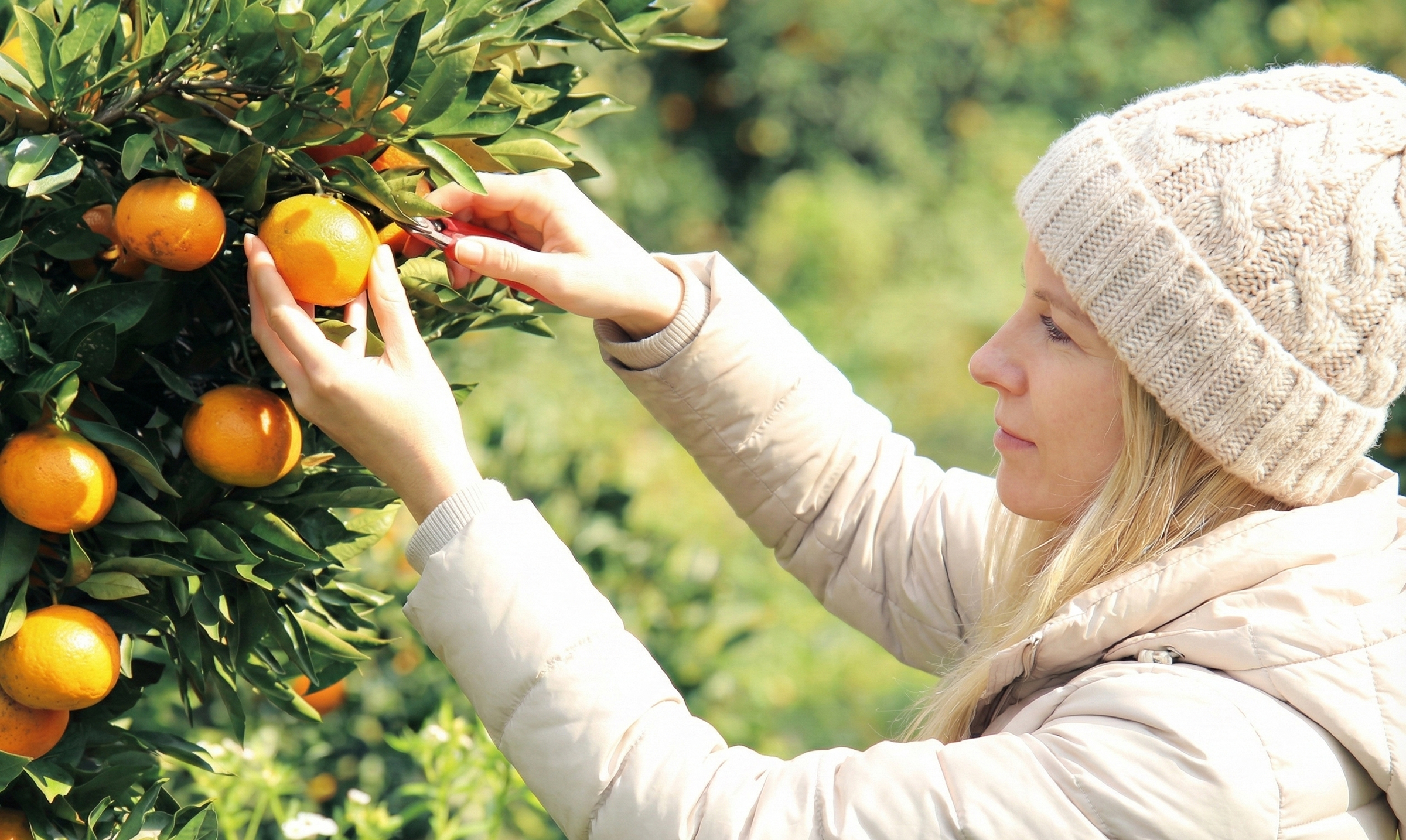 免費當地橘子園之旅，活動至 2 月 14 日止。行程包含拍照時間，採橘子則為自選項目。