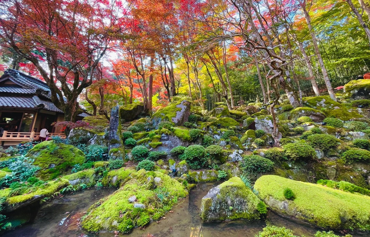 紅葉季｜比叡山延歷寺&教林坊&八幡遊船賞楓一日遊｜（大阪/京都出發）