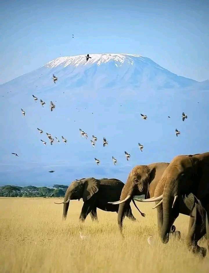 探索安博塞利：邂逅象群與標誌性景觀的Safari之旅