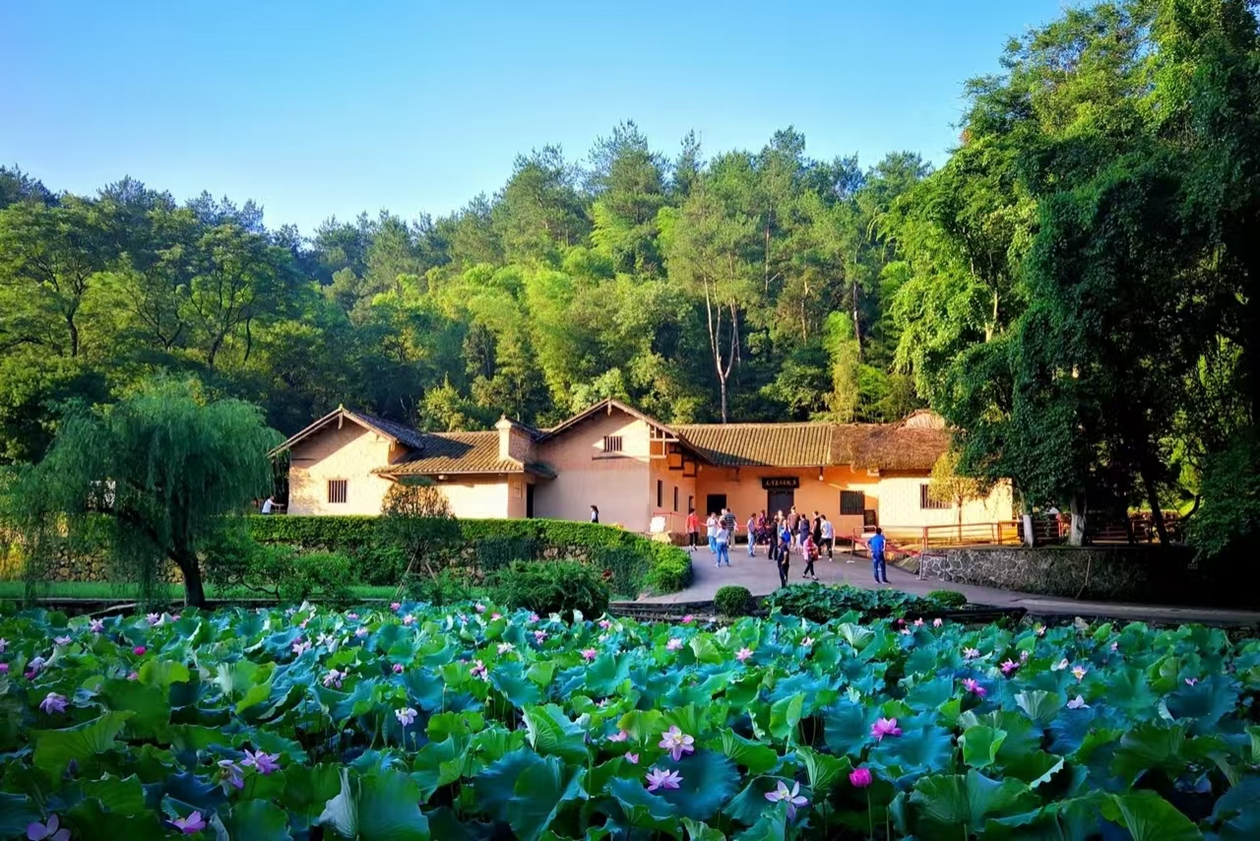 夏日的毛澤東故居前,荷塘荷花盛放,粉白花朵點綴在層層綠葉間,青瓦土牆的農舍與蔥鬱山林相映,遊人往來,氛圍鮮活又充滿詩意 夏日的毛澤東故居前,荷塘荷花盛放,粉白花朵點綴在層層綠葉間,青瓦土牆的農舍與蔥鬱山林相映,遊人往來,氛圍鮮活又充滿詩意