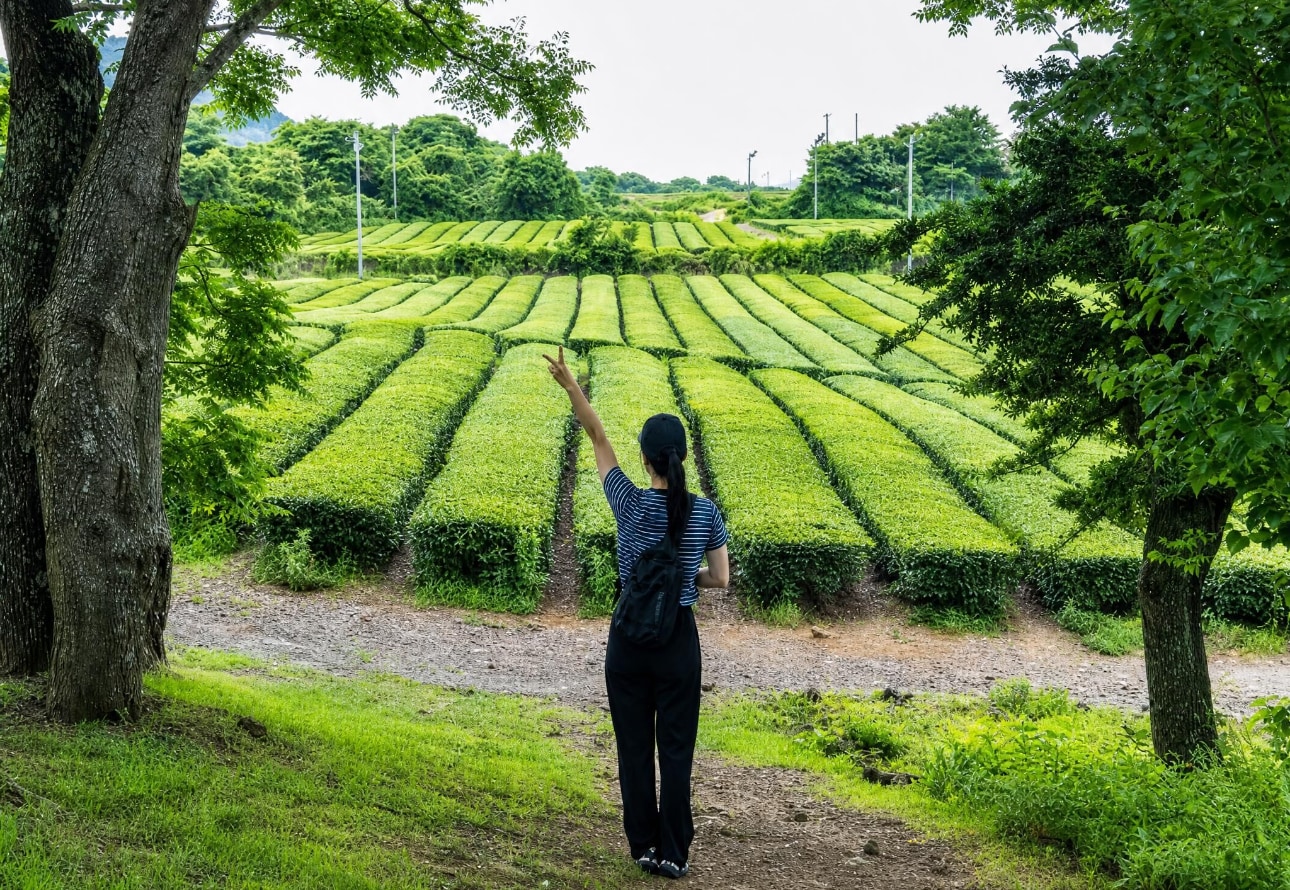 造訪 Osulloc 雪綠茶博物館，體驗韓國茶文化。漫步於鬱鬱蔥蔥的綠茶田，探索互動式展覽，並在風景優美的環境中享用受歡迎的抹茶甜點。