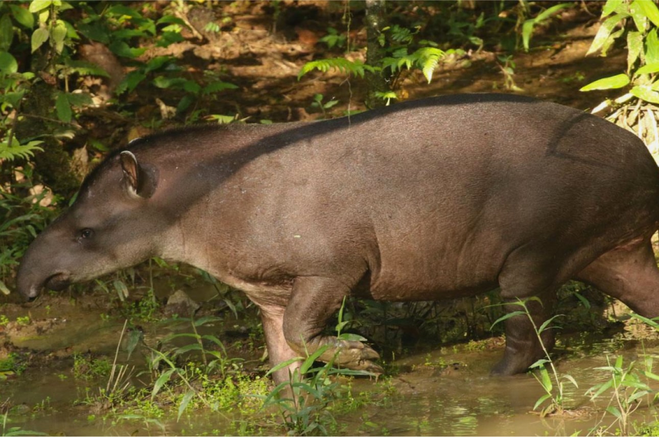 Тур на 8 дней малой группой по Куско, Ману и амазонским джунглям