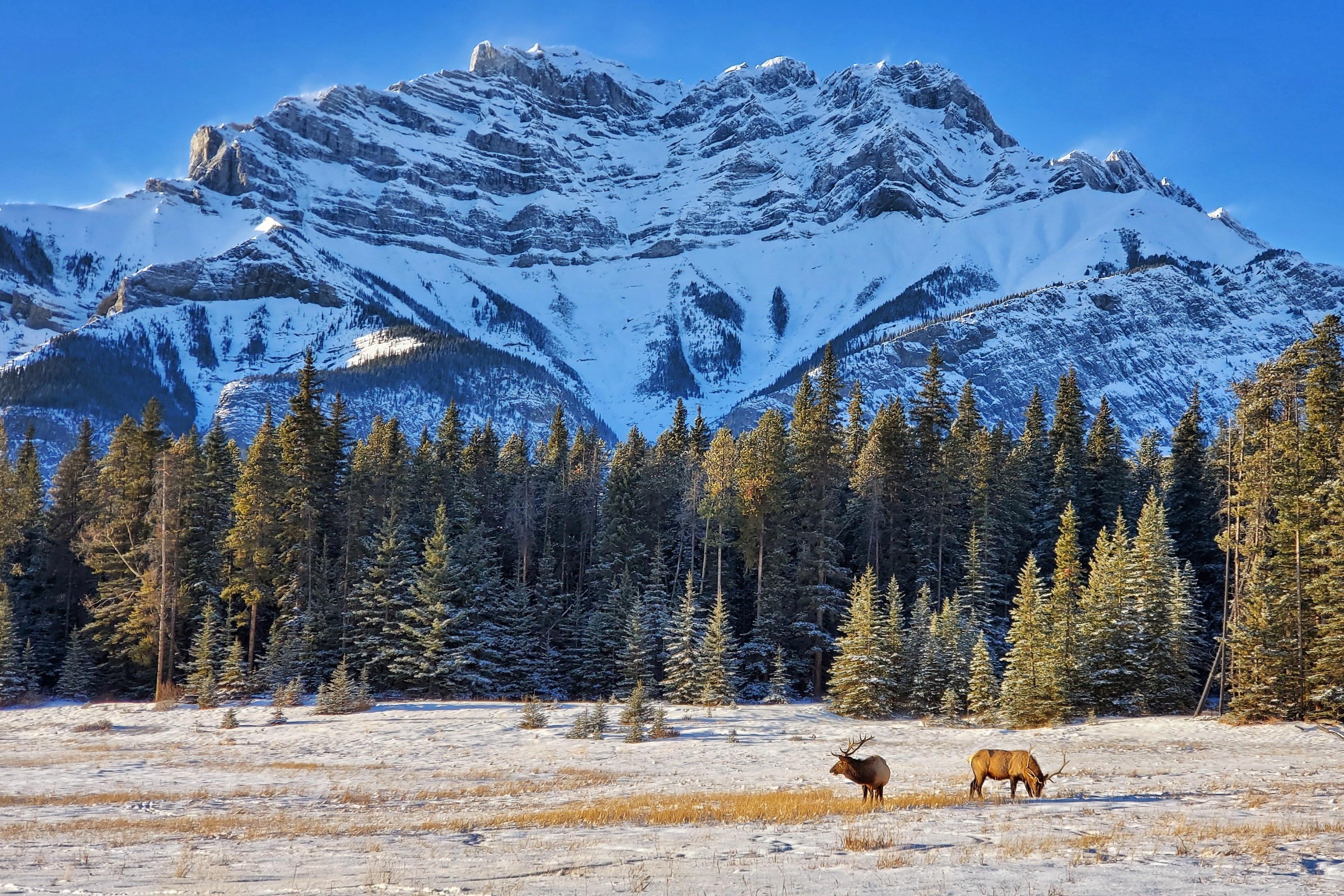 班夫鎮精彩景點和野生動物之旅 (Banff Highlights and Wildlife Tour)