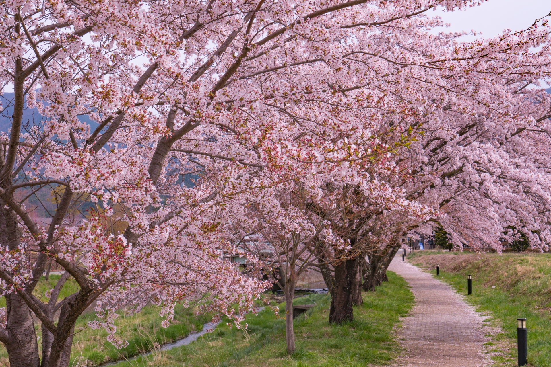 河口湖畔便被盛開的櫻花染成一片粉色花海。沿著湖岸步道漫步，櫻花樹枝在頭頂交織成夢幻的花之隧道，遠方雄偉的富士山靜靜矗立，構成最經典的日本春日風景。