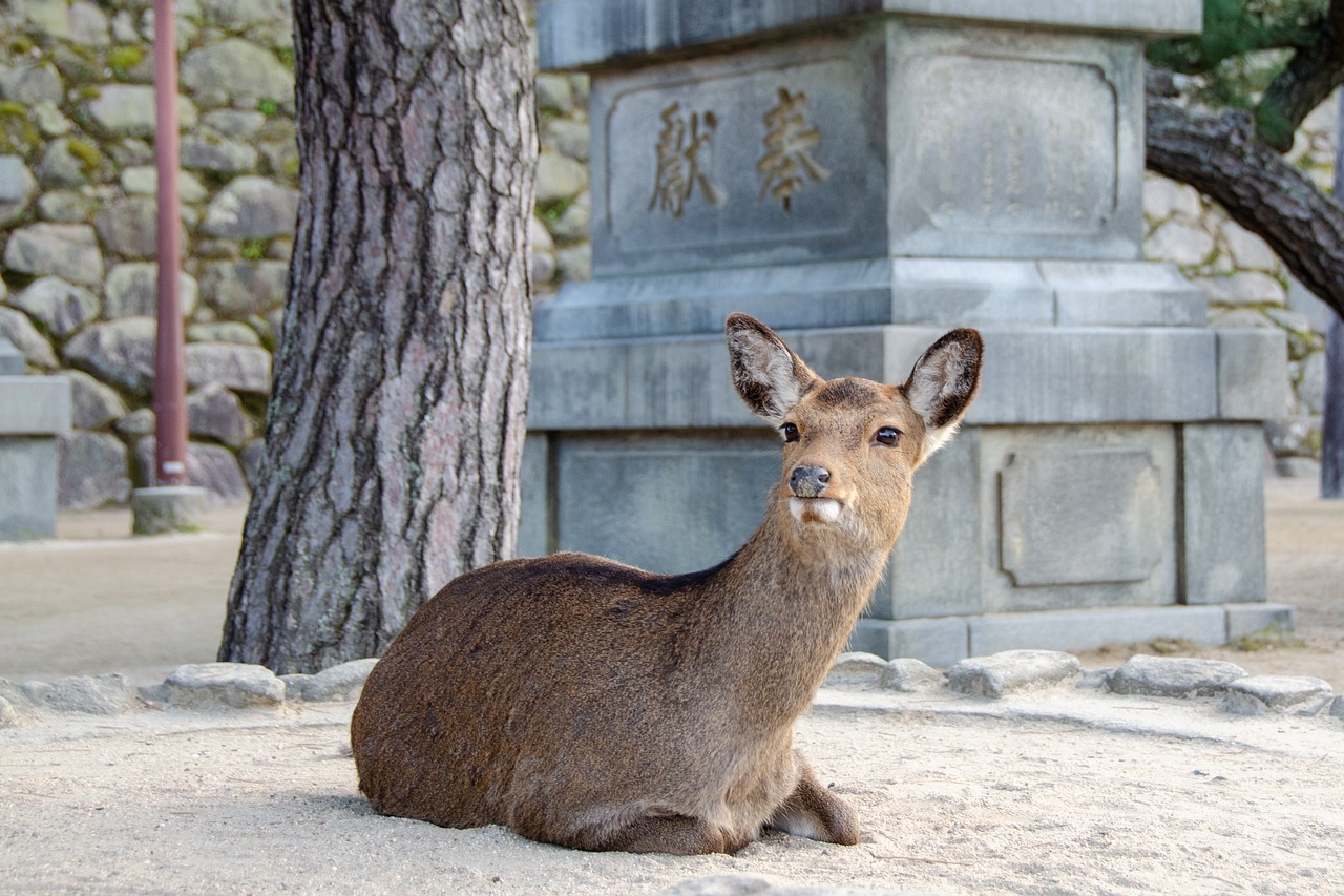 廣島: 9小時私人包車 - 和平公園 & 宮島 & 岩國錦帶橋一日遊 (廣島市內出發)