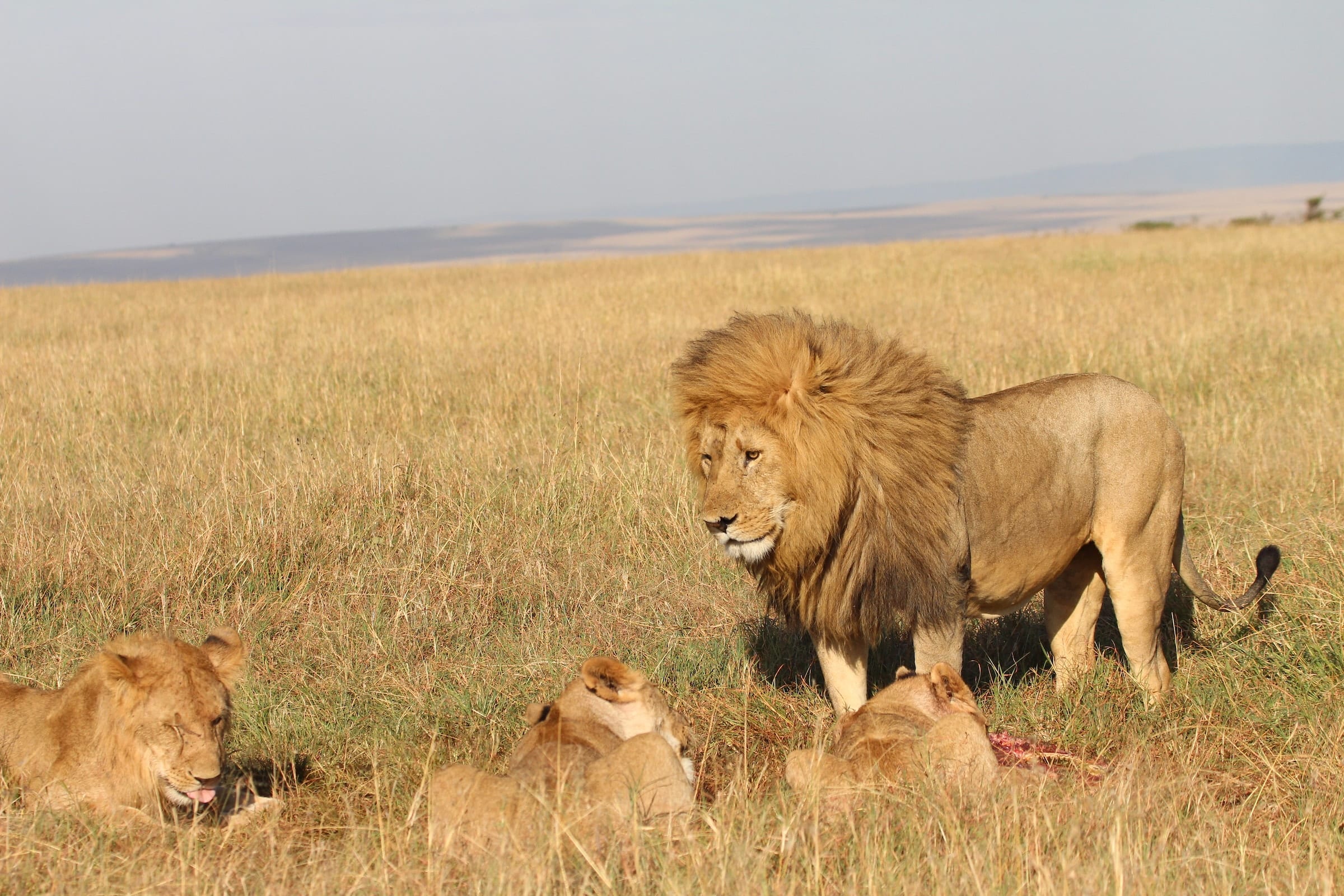 5-Day Guided Group Safari Across Kenya’s Top Parks – Economy Package