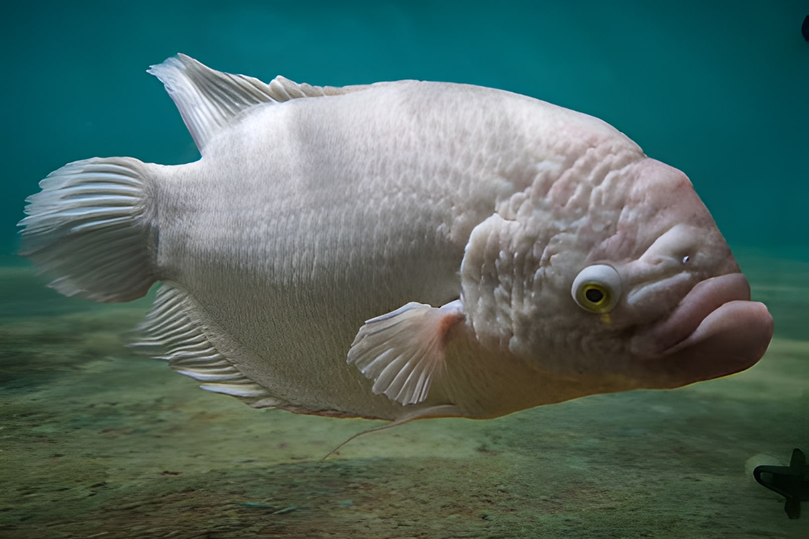 The Arpora Junction Triple Treat: Museum, Cinema, & Sea Life