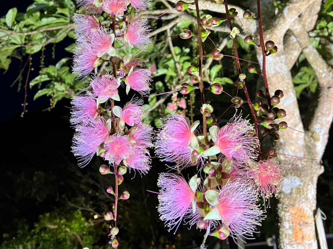 【限時】沖繩沙裡花一日賞花之旅