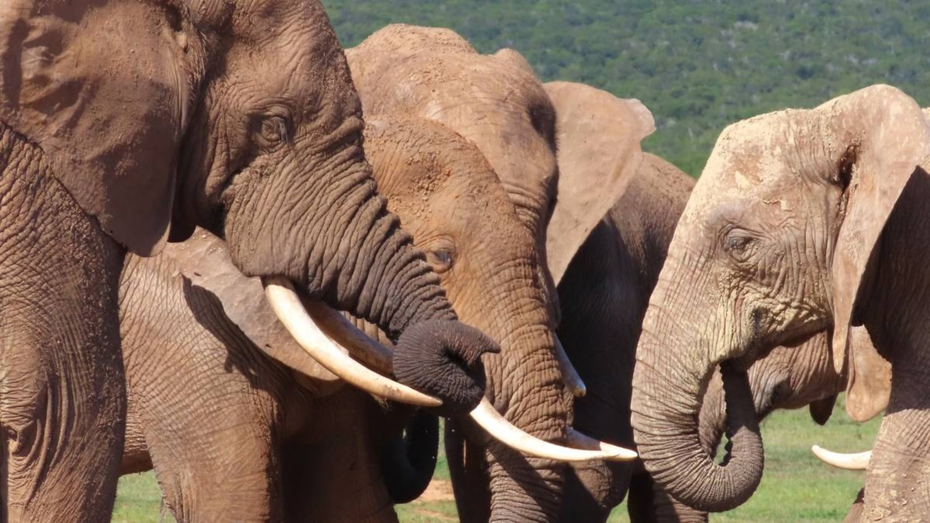 Sunrise open vehicle safari in Eastern Cape