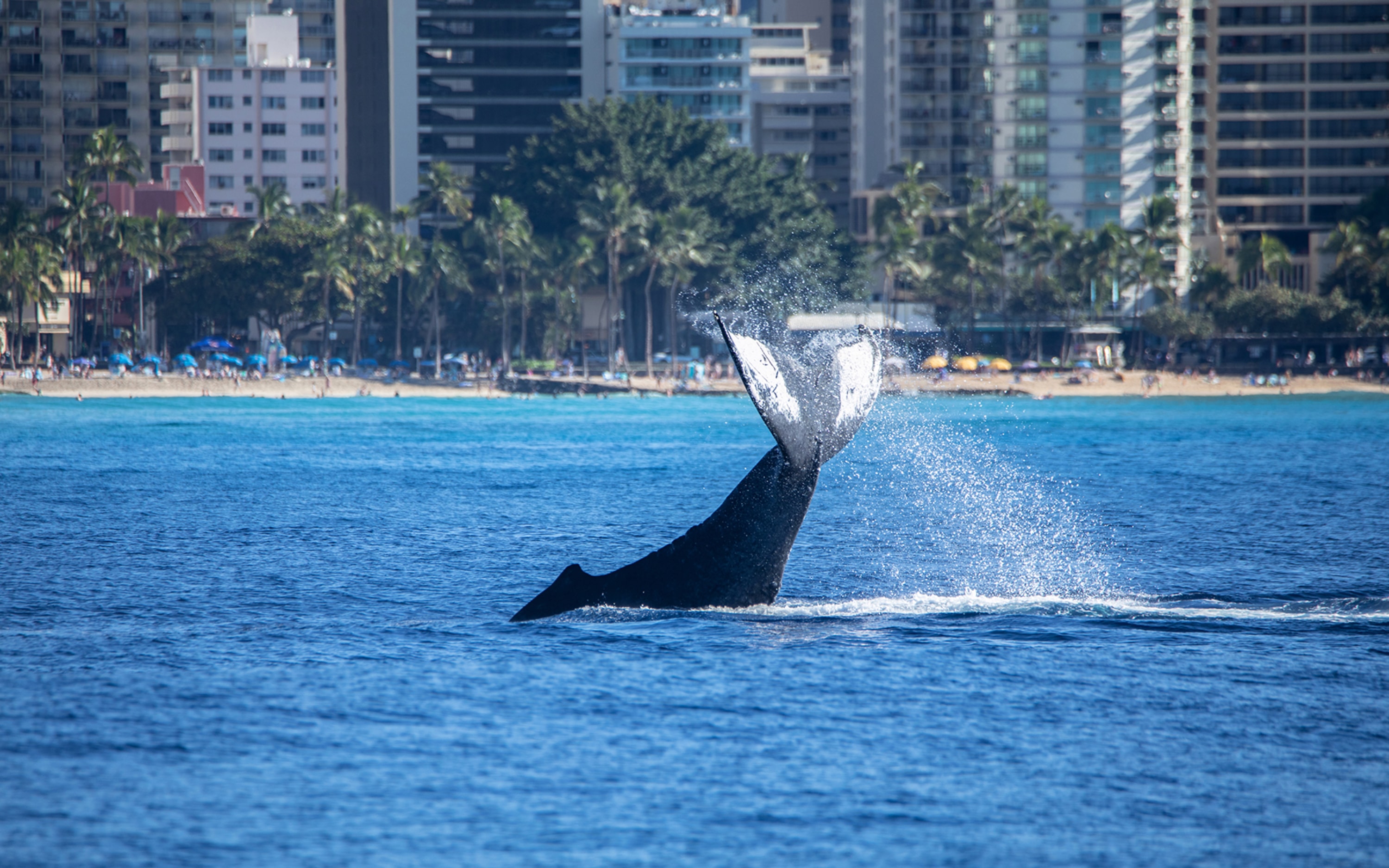 追逐深海巨獸,鯨魚在蔚藍海平面下舞動,令人心跳加速! 追逐深海巨獸,鯨魚在蔚藍海平面下舞動,令人心跳加速!