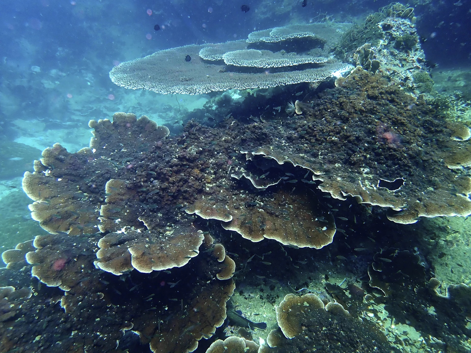 閣骨島開放水域潛水體驗（PADI五星級潛水中心）