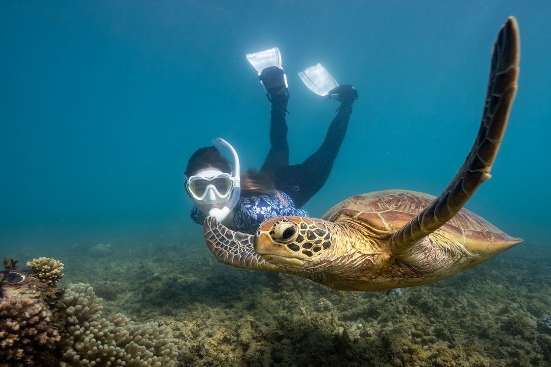 グレートバリアリーフ パドルボード・カヤック体験（フィッツロイ島）