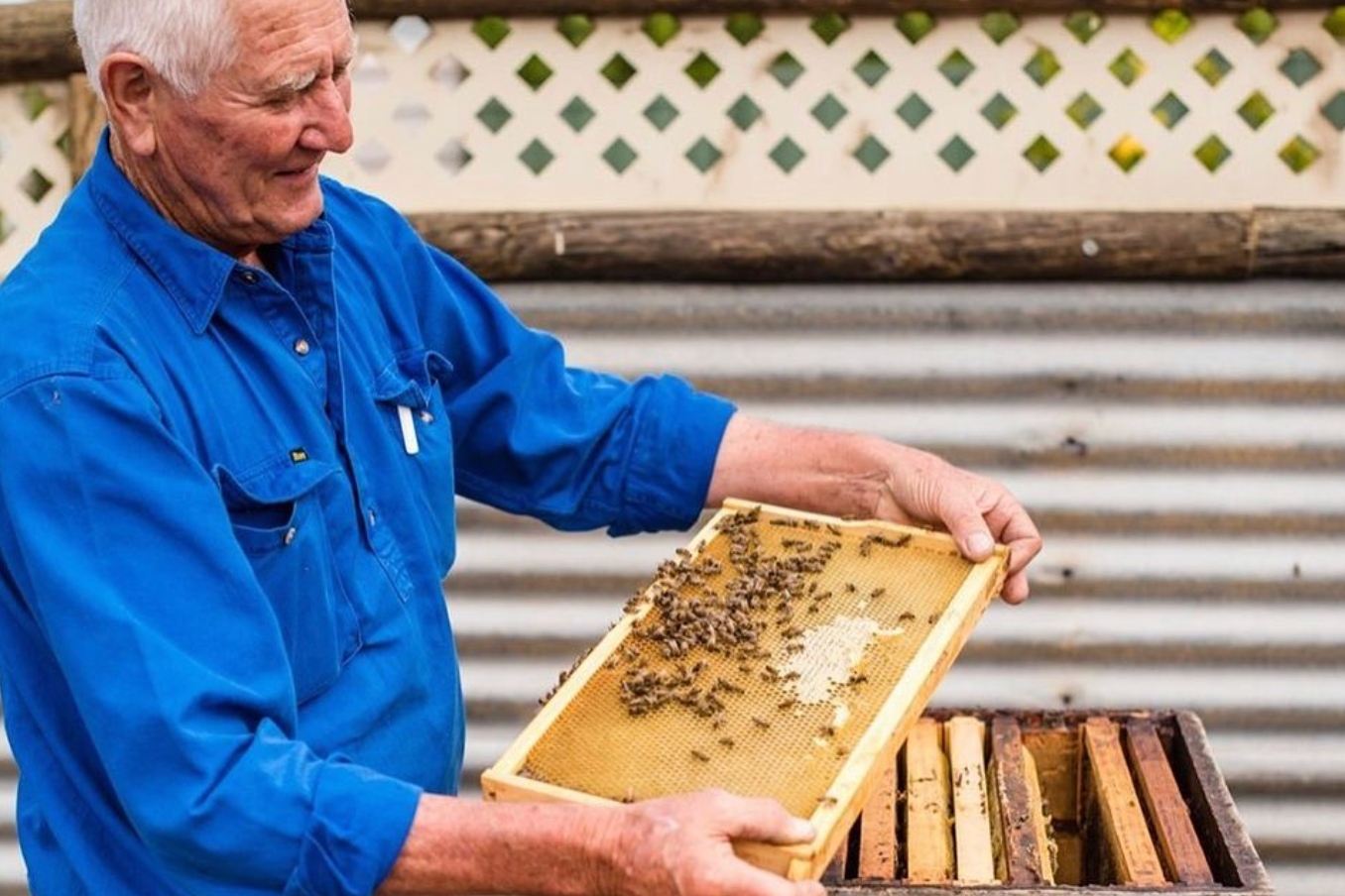 參觀純蜂蜜的故鄉——島嶼蜂巢（Island Beehive），觀看養蜂人熟練地照料蜂箱
