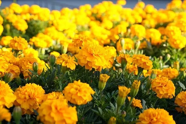名古屋市東山動植物園 (Nagoya-City Higashiyama Zoo and Botanical Gardens)