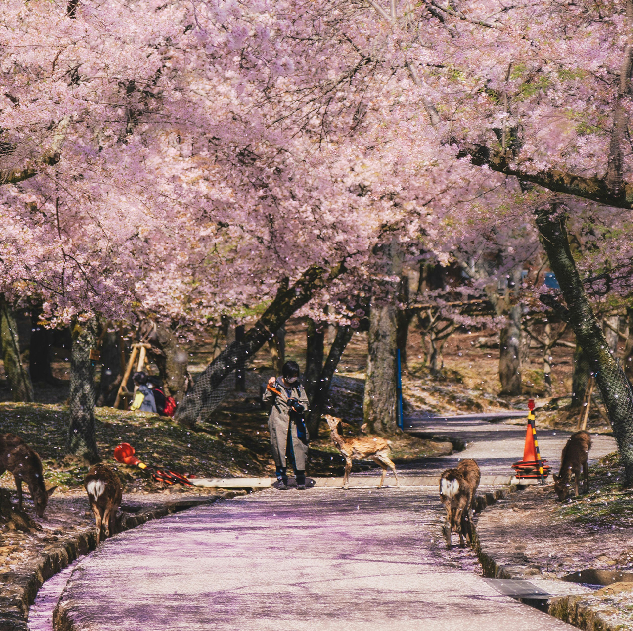 京都·嵐山·奈良｜嵯峨野小火車·竹林小徑·友禪光林·奈良公園·伏見稻荷大社·吉伊卡哇本鋪打卡一日遊｜大阪出發