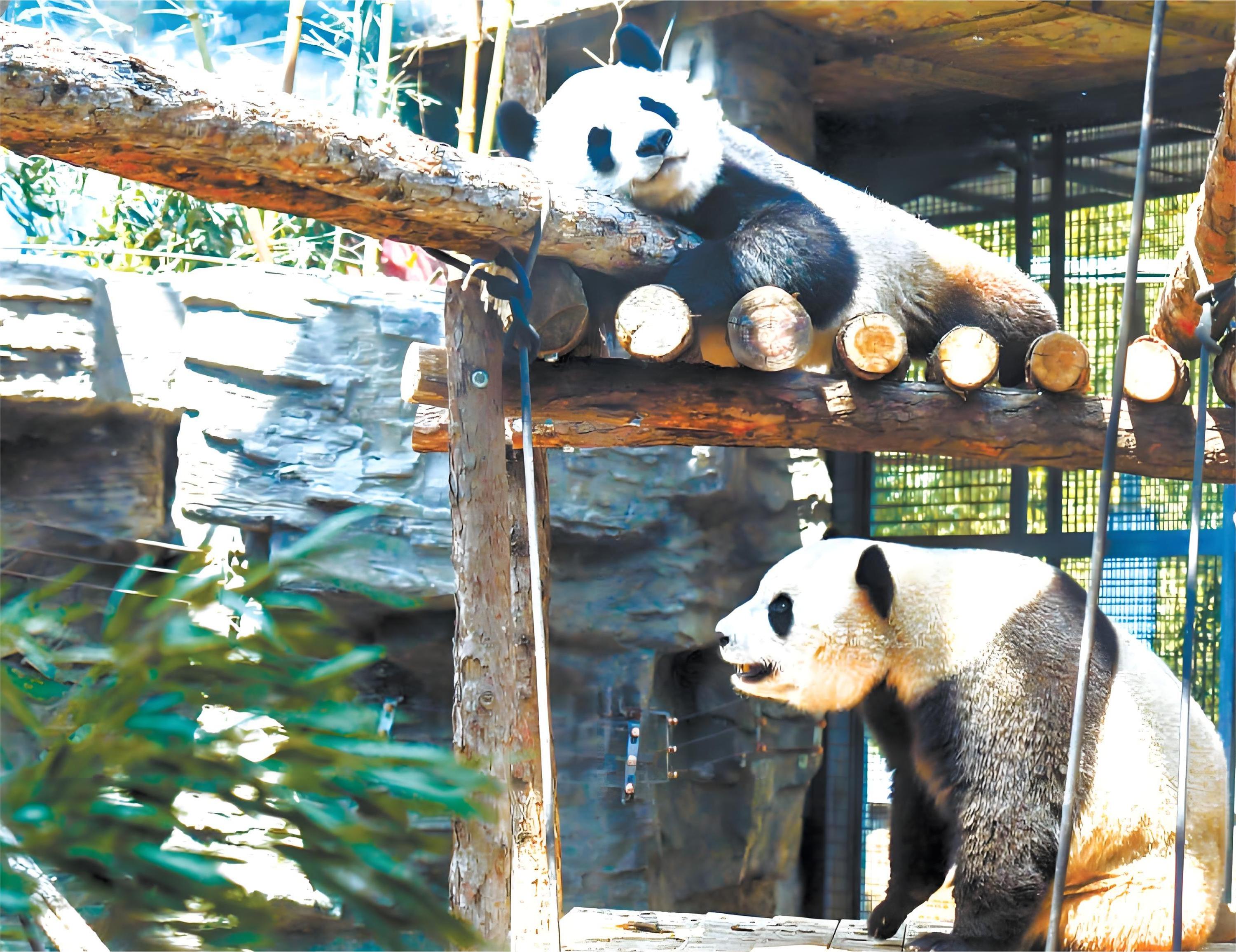 北京動物園+大熊貓館+八達嶺長城私人導覽1日遊