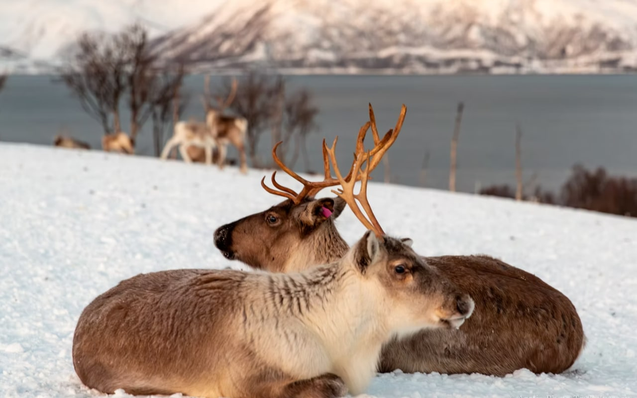 Meet our friendly reindeer herd, feed them, and capture precious moments
