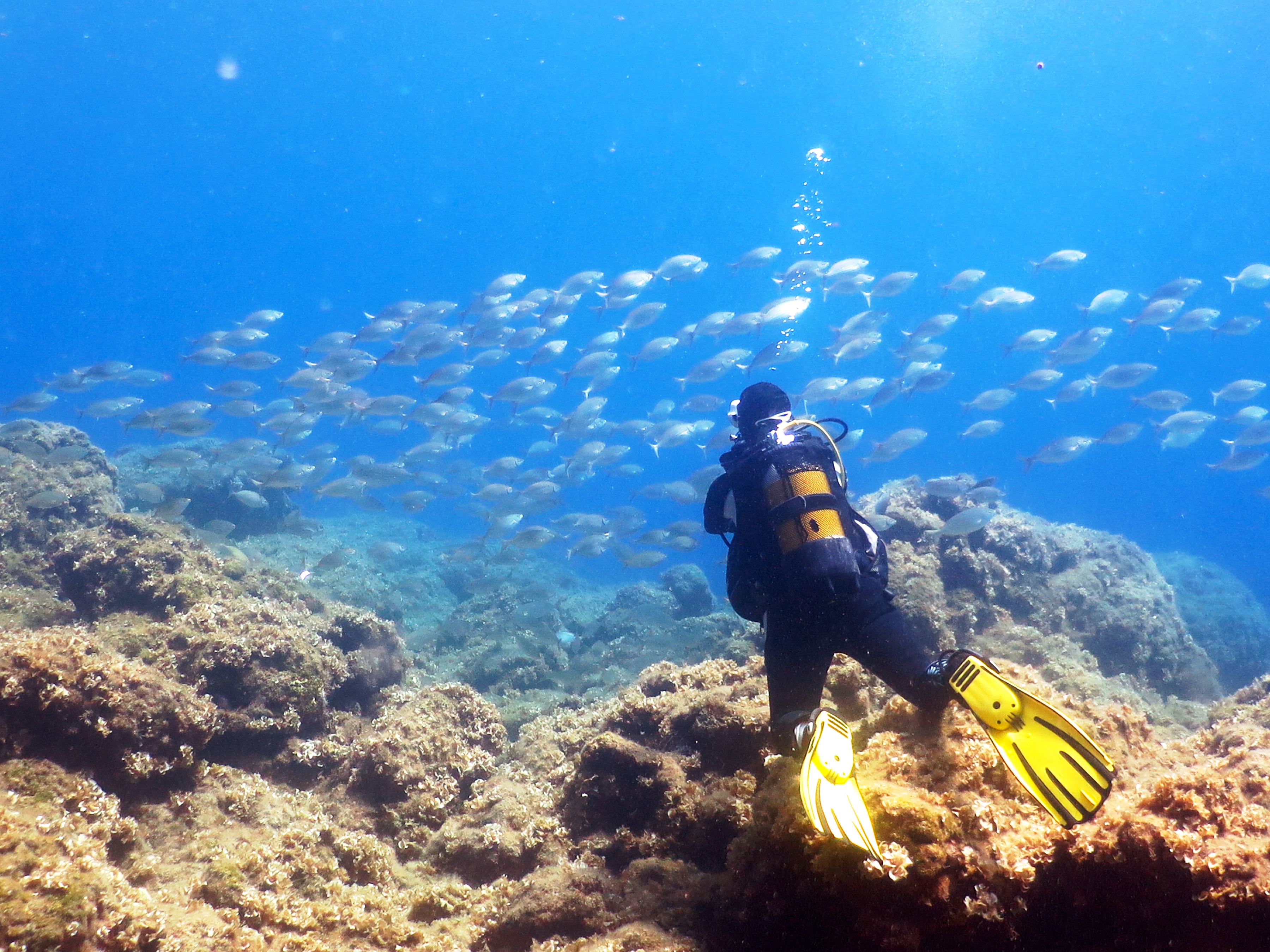 PADIアドバンスドオープンウォーターダイバーコース Eラーニング（ロードス島 / PADI 5 Star IDC Resort提供）