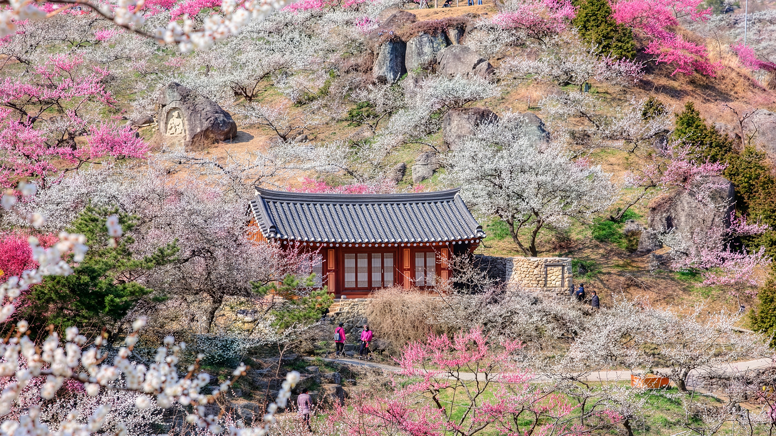 Gwangyang Plum Blossom (Maehwa) Festival from Seoul / Busan