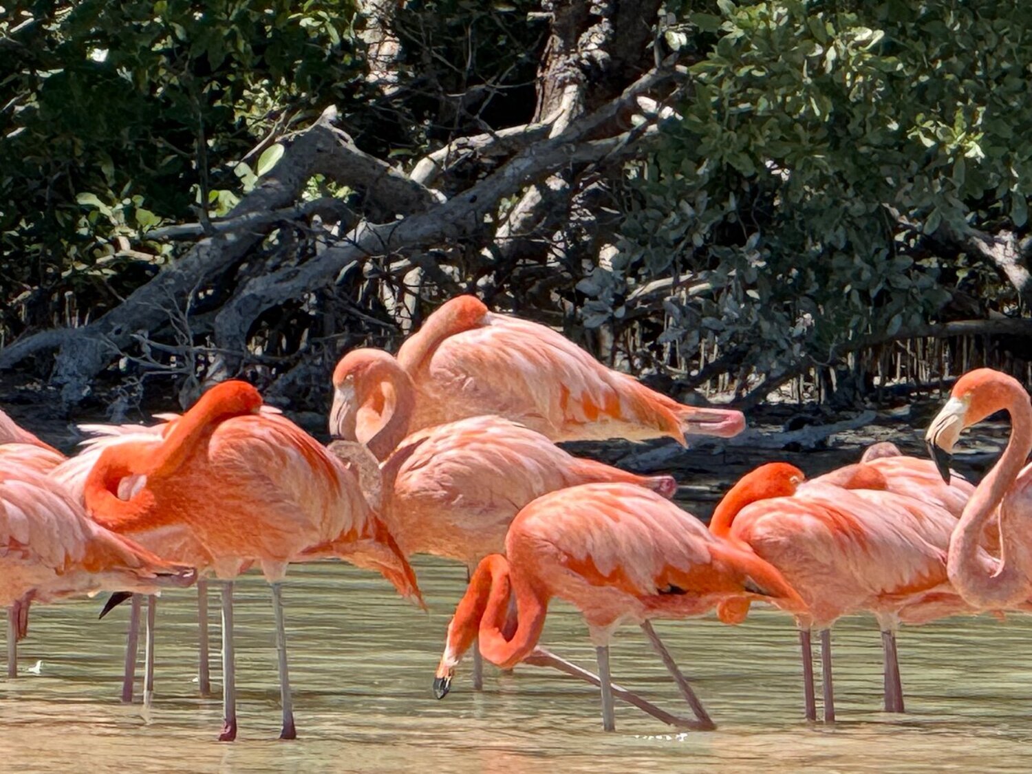 Mérida Celestún Biosphere Reserve Full-Day Small Group Tour