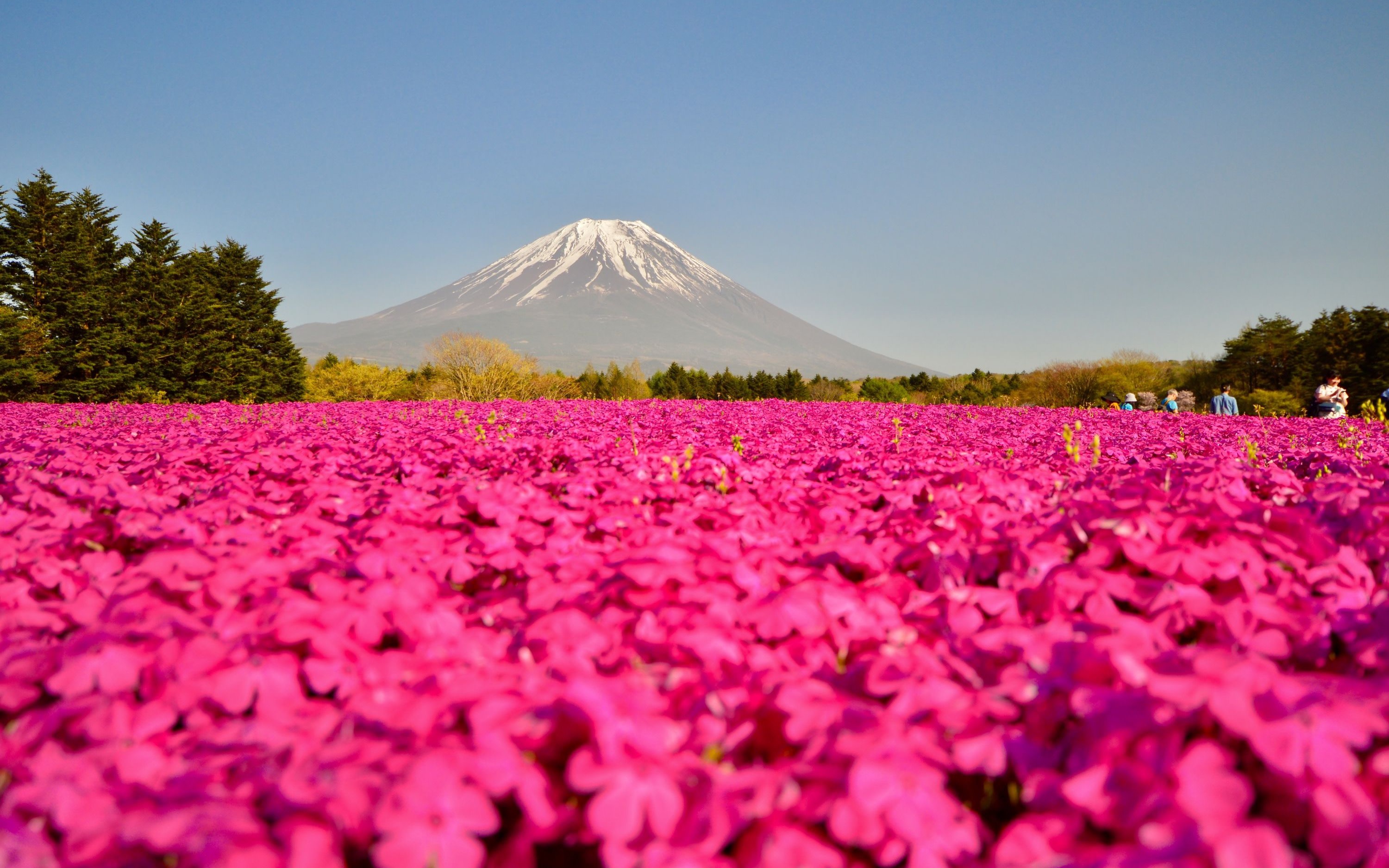 Mt.Fuji Photo Spots & Shibazakura/Cherry Blossom Day Tour from Tokyo
