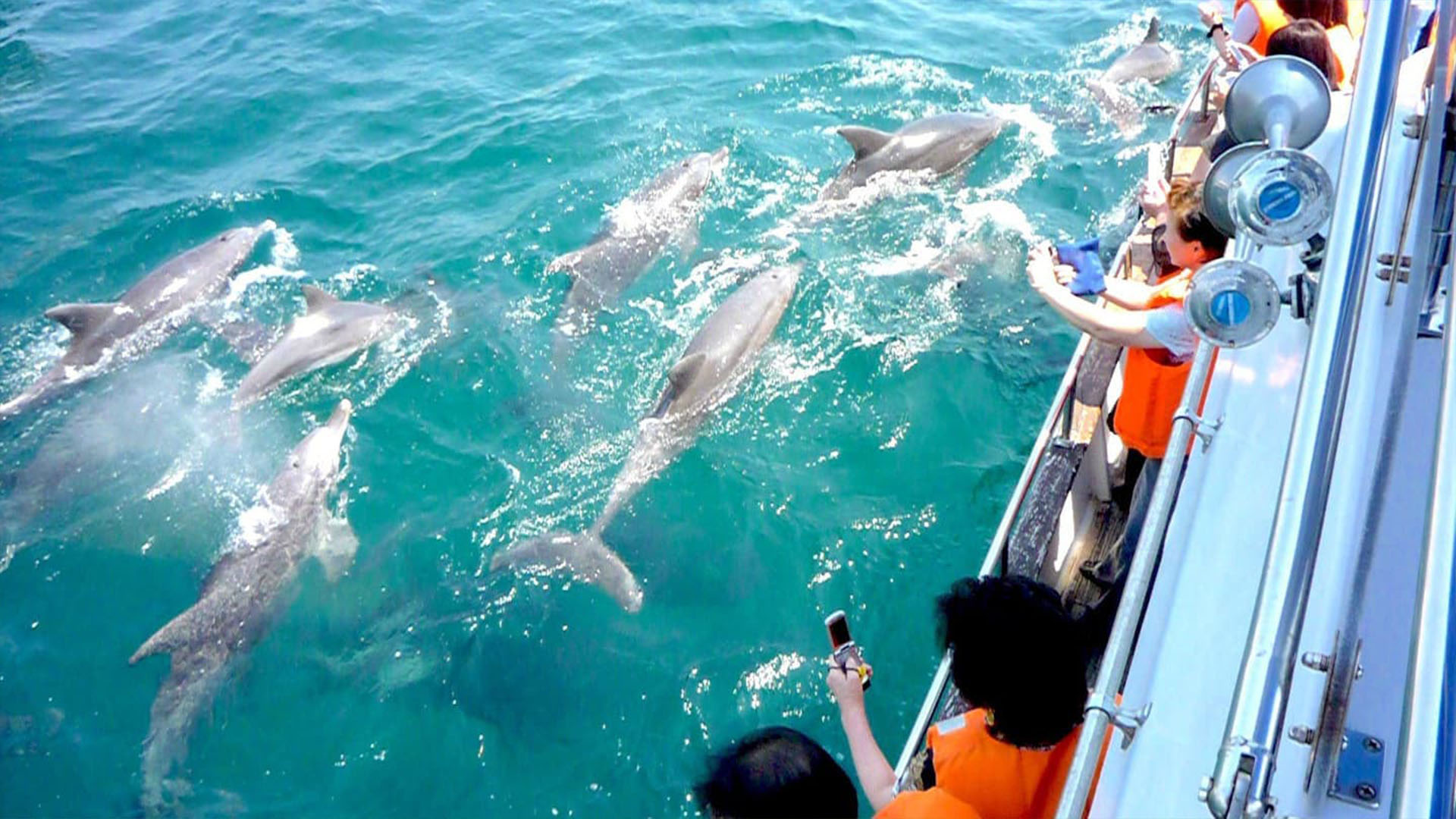 天草海豚 天草海豚