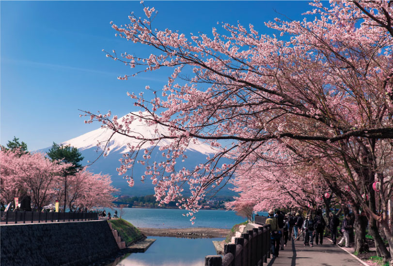 【富士山羅森便利店打卡及雙湖一日遊】 -富士山洞窟鳴澤冰穴, 河口湖，山中湖(上野或新宿出發  午餐可選神戶牛肉涮涮鍋定食)
