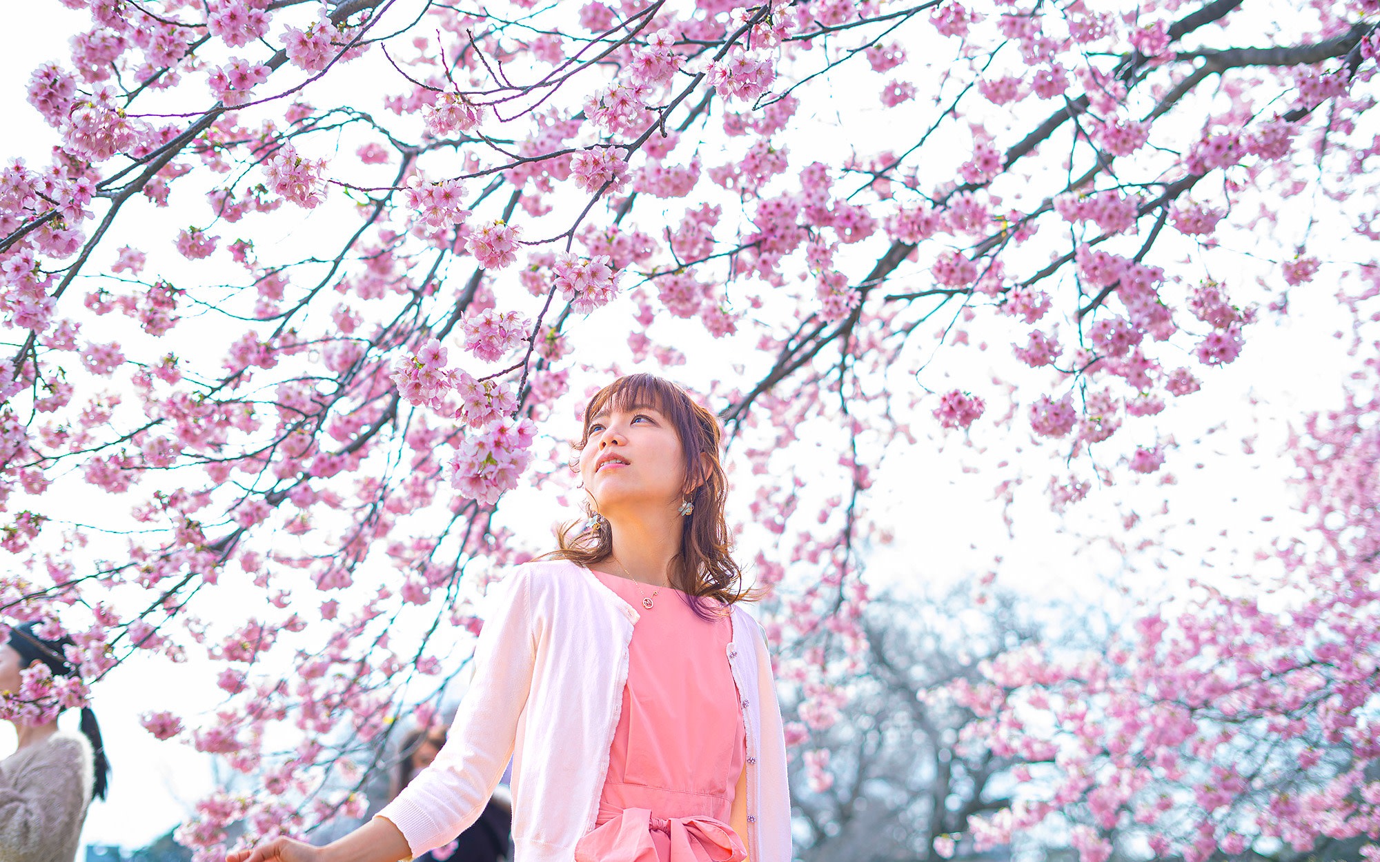 Cherry Blossom Day Tour from Seoul: Nami Island, Rail Bike & Alpaca