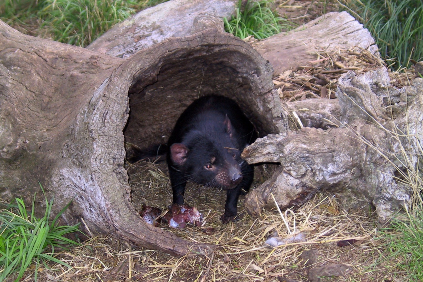 Bonorong Wildlife Sanctuary and Richmond Day Tour