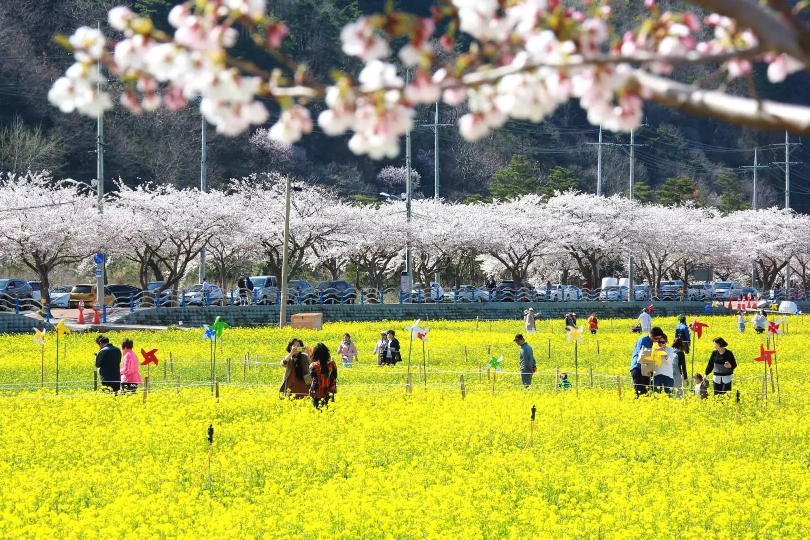 Samcheok Maengbang Canola Flower&Ocean rail bike+Donghae Day Tour