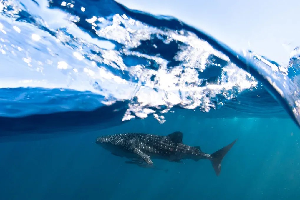 Swim with Whale Sharks at Ningaloo Reef