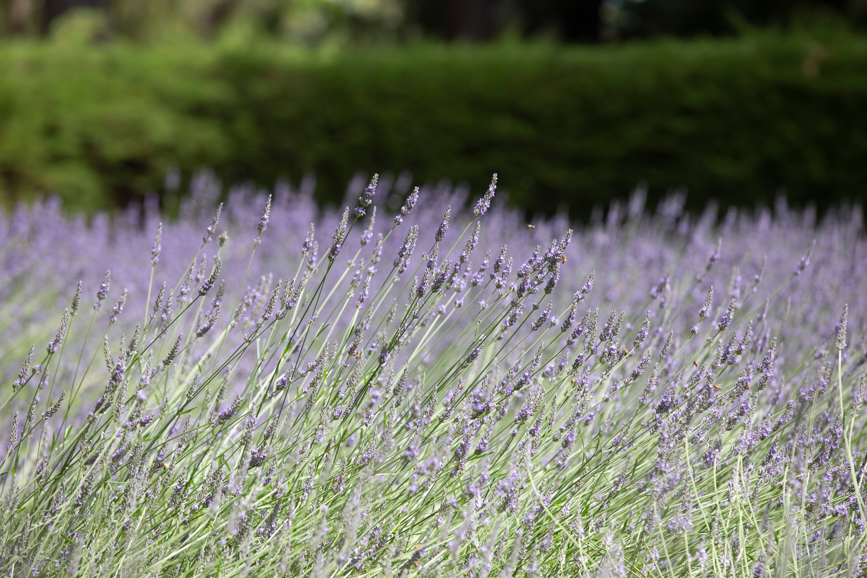 Take in calming views, blooming lavender, and winding mazes at this Mornington Peninsula escape