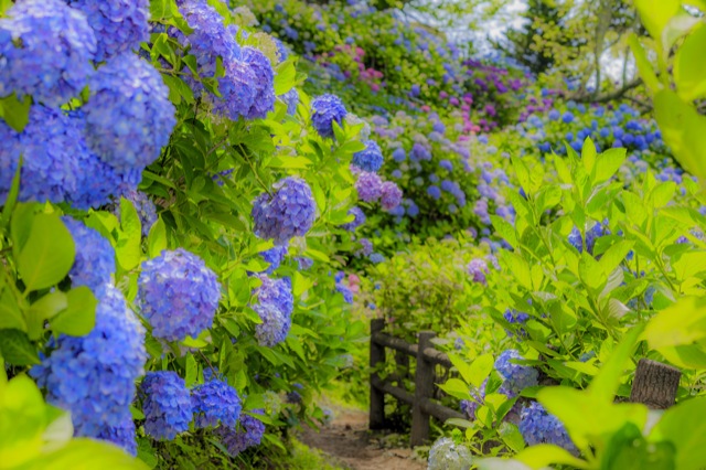 Shizuoka Hydrangea Festival & Mishima Skywalk Day Tour From Shinjuku