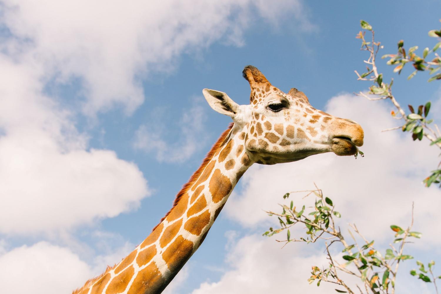 Wild Florida Drive-Thru Safari Park Admission in Orlando