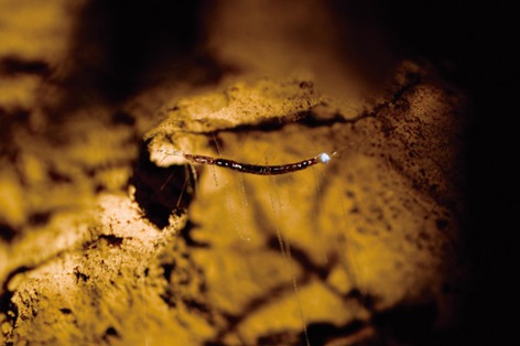 Natural Bridge Glow Worm Night Tour with Japanese and English Guide