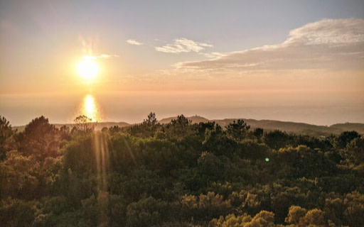 沉浸在金色的陽光中，眼前是寧靜的海洋與蒼翠的樹林。