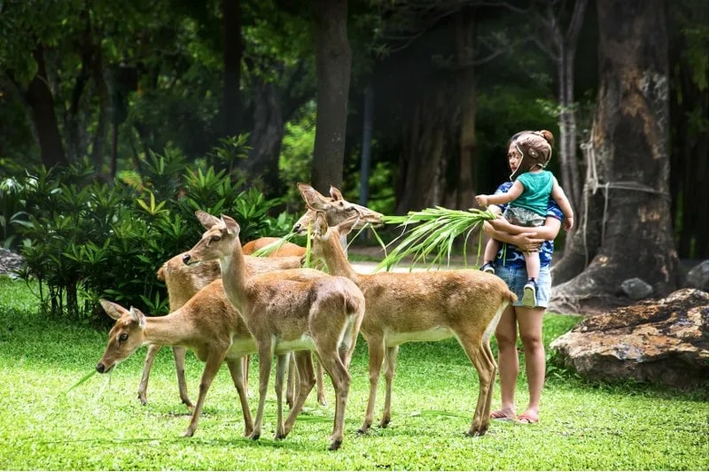 芭達雅綠山野生動物園門票