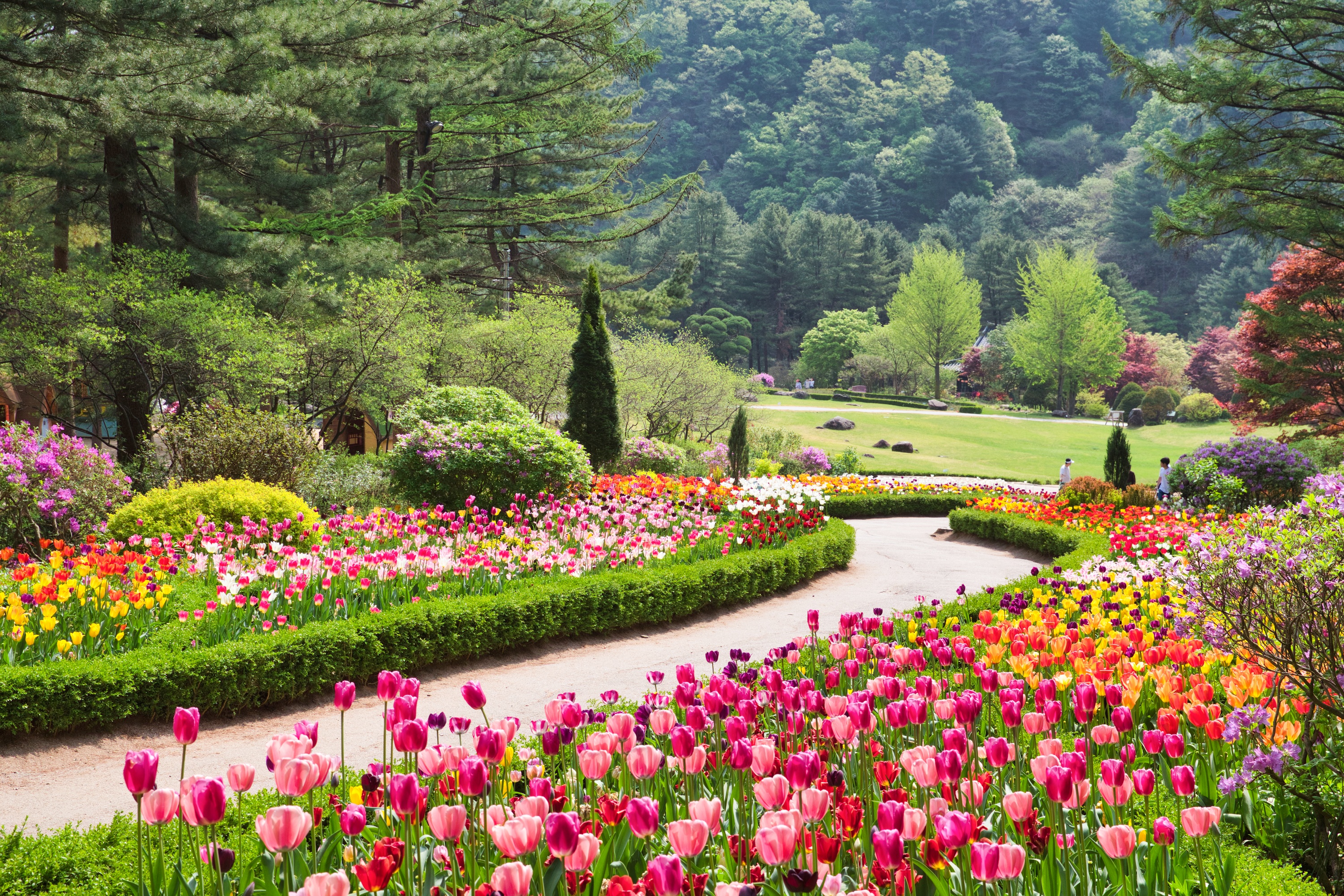 晨靜樹木園是一個色彩繽紛的天堂，繁花盛開。櫻花、鬱金香、杜鵑花、木蘭花等眾多季節性植物在主題花園中競相綻放。明亮的色彩和清新的春日氣息營造出浪漫的氛圍。