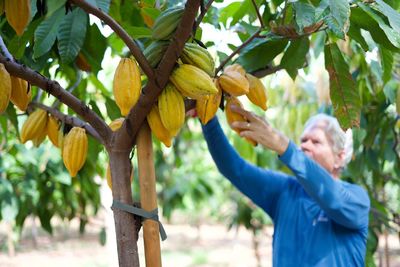 Experience cocoa picking firsthand at Maui's Ku'ia Estate Chocolate Farm tour